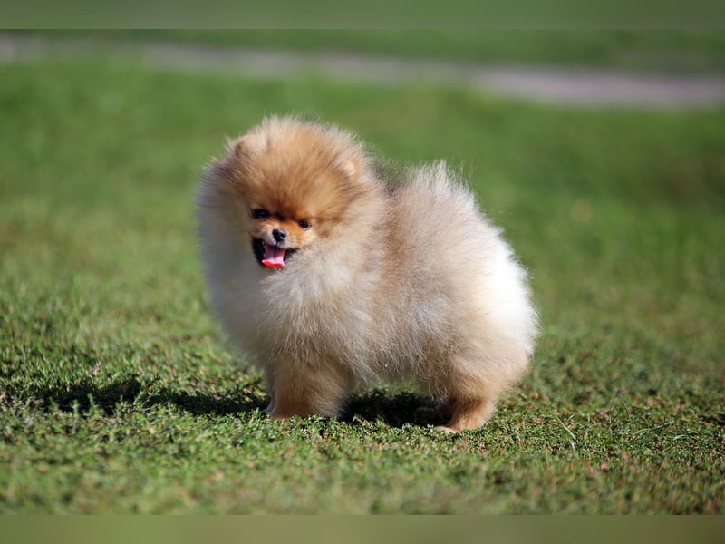 TOP class Pomeranian Zwergspitz-FCI