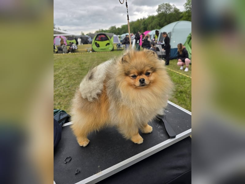High Quality Pomeranian Male – Champion Bloodlines Zwergspitz