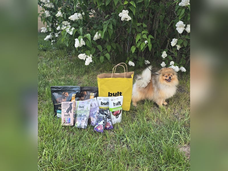High Quality Pomeranian Male – Champion Bloodlines Zwergspitz