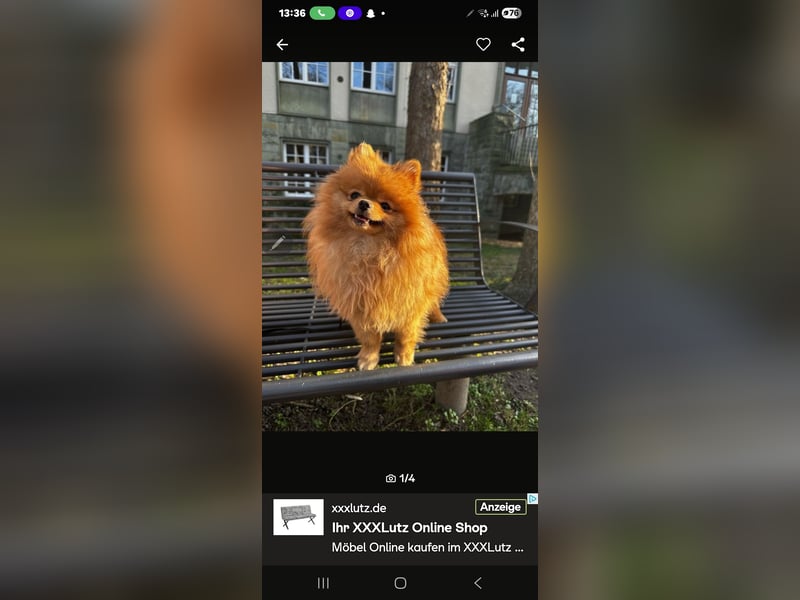 Zwerg Spitz zu verkaufen