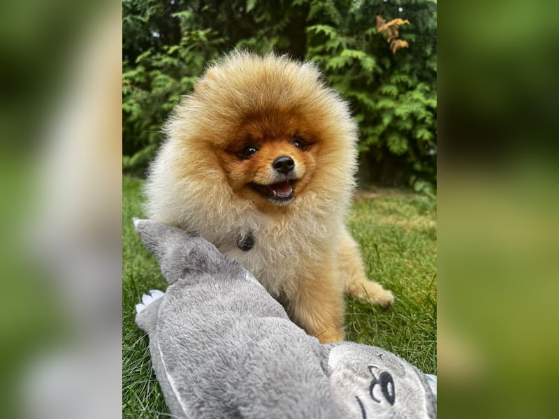 Pomeranian / Zwergspitz Rüde mit ZKwP/FCI