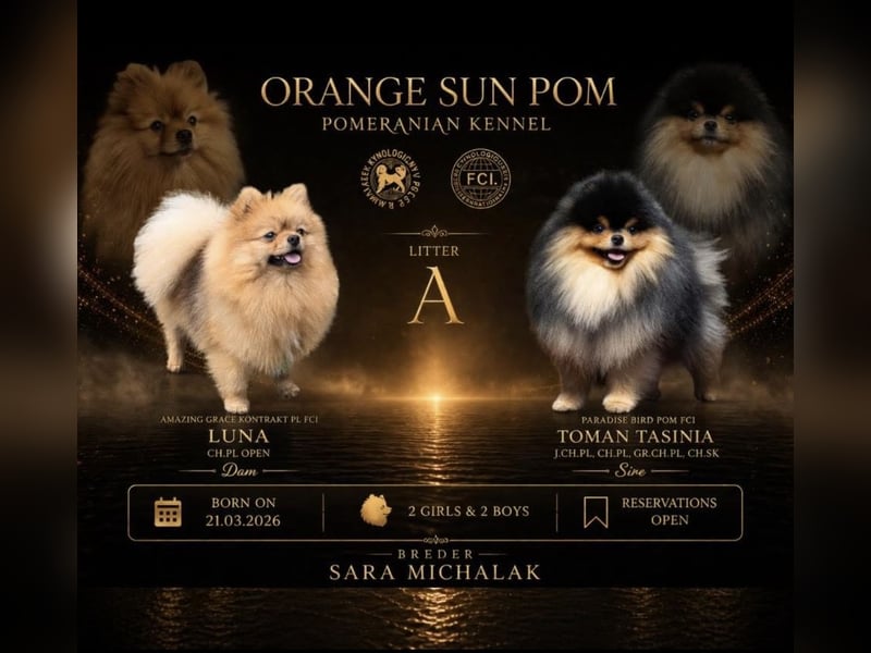 Pomeranian / Zwergspitz Rüde mit ZKwP/FCI