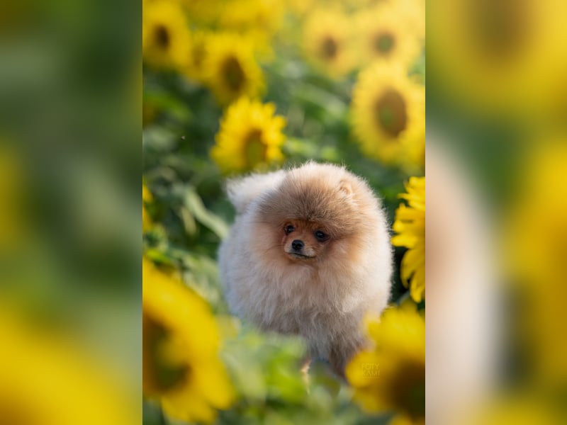 Pomeranian / Zwergspitz Rüde mit ZKwP/FCI