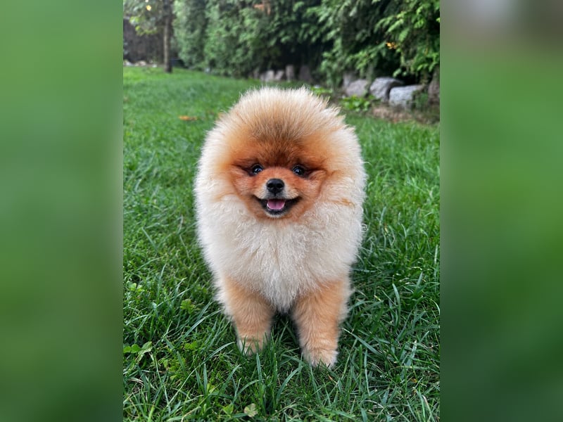 Pomeranian / Zwergspitz Rüde mit ZKwP/FCI