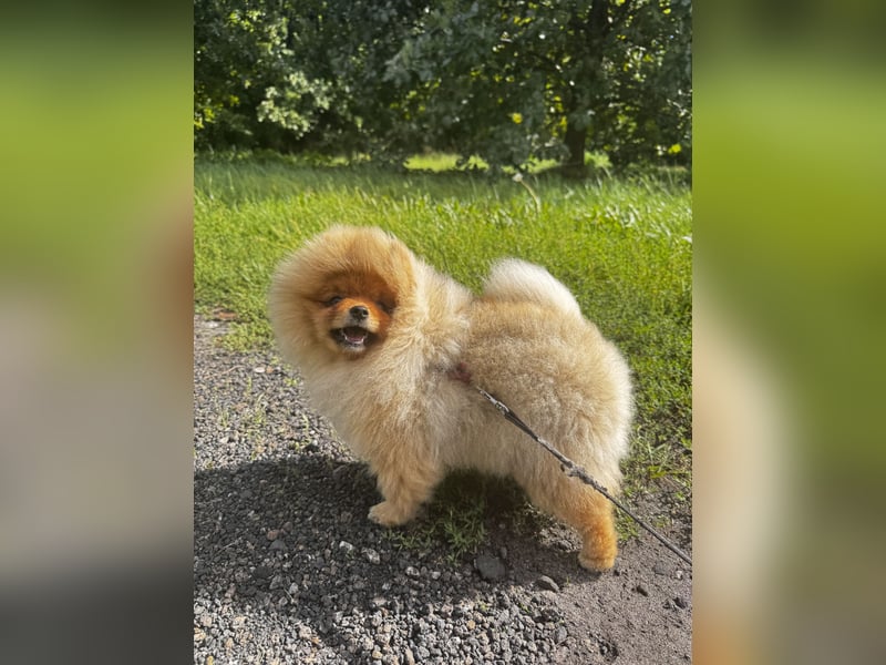 Pomeranian / Zwergspitz Rüde mit ZKwP/FCI