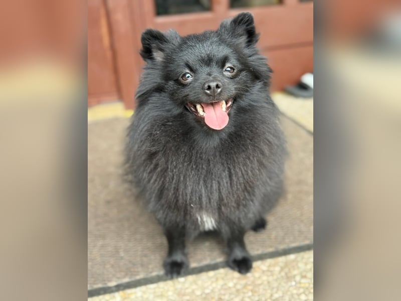 Pomeranian Spitz Weibchen