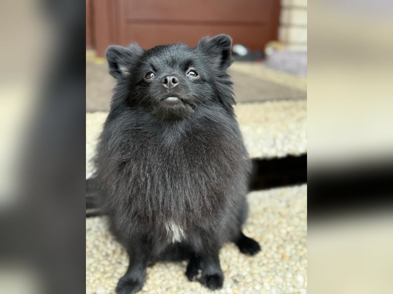 Pomeranian Spitz Weibchen