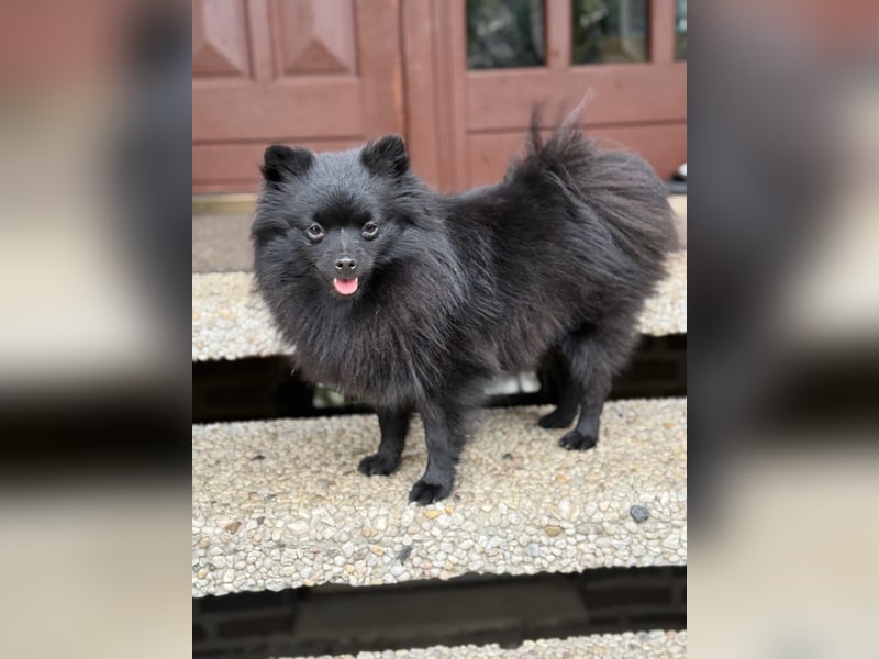 Pomeranian Spitz Weibchen