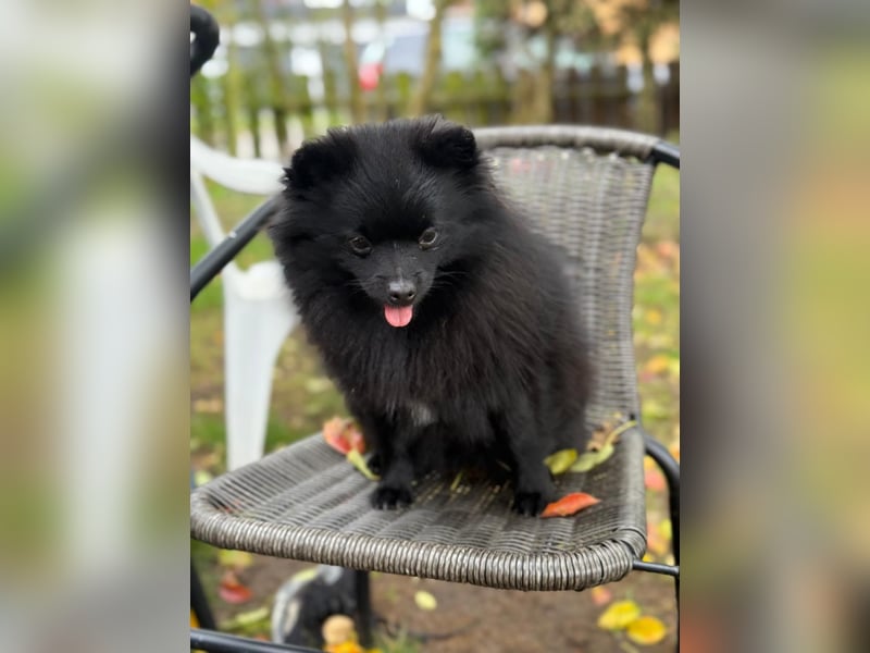 Pomeranian Spitz Weibchen