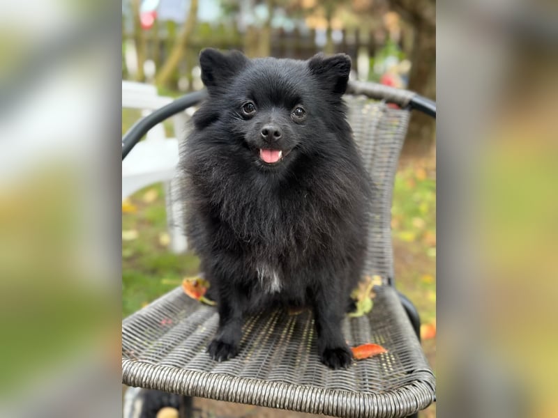 Pomeranian Spitz Weibchen