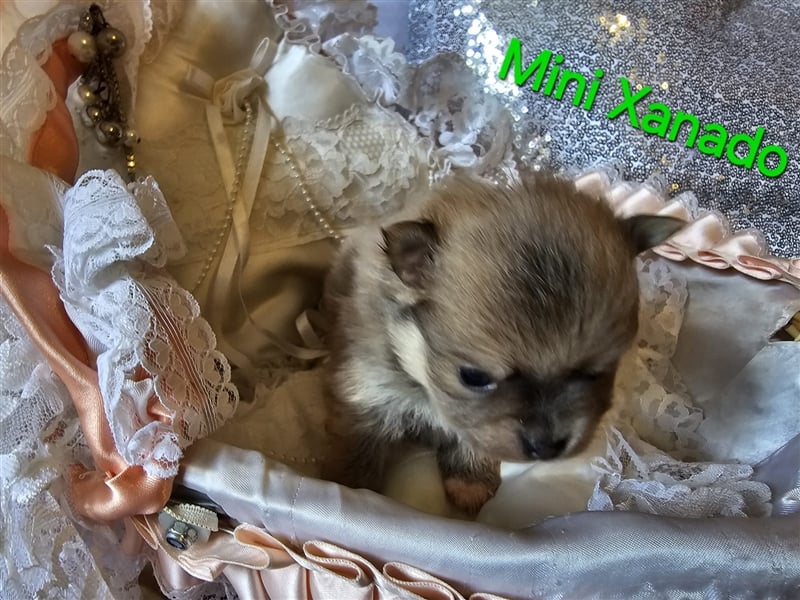 ❤ Unsere Pomeranian- Nesthäkchen sind DAS Glück zum Anfassen!