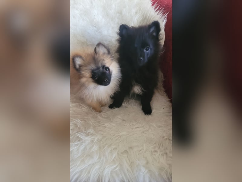 2 Pomeranien Welpen