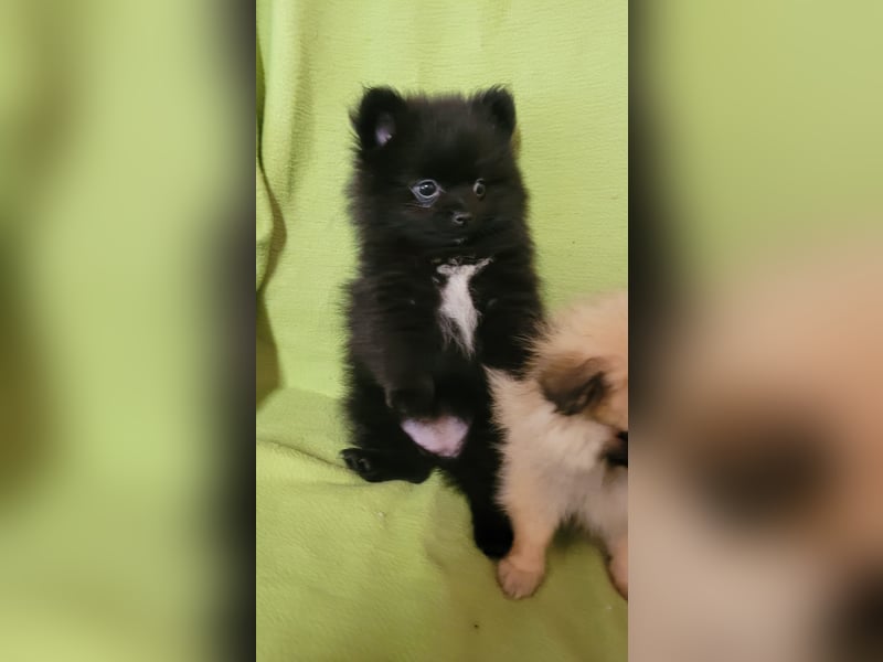 2 Pomeranien Welpen