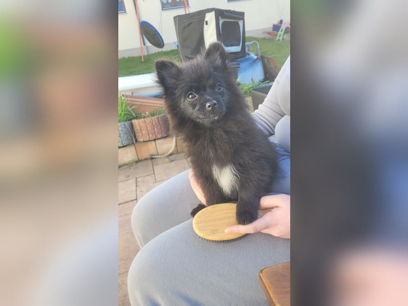 2 Pomeranien Welpen