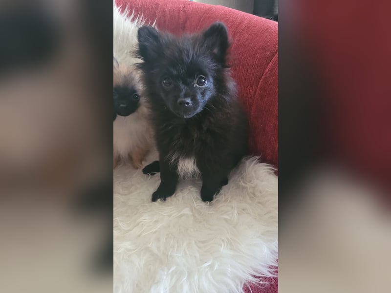 2 Pomeranien Welpen