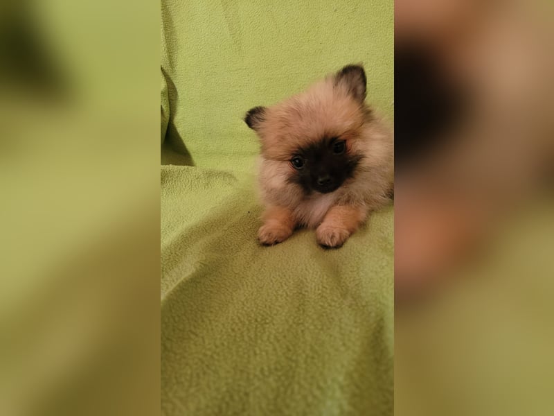 2 Pomeranien Welpen