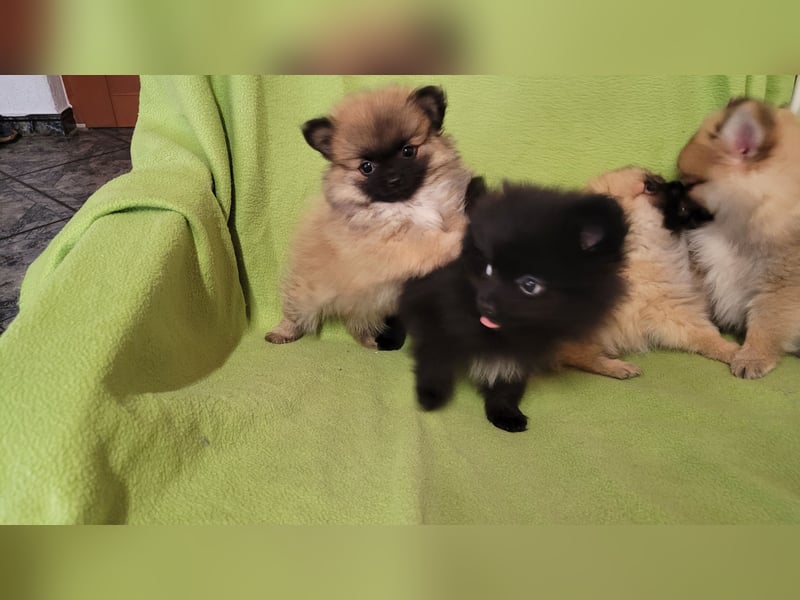 2 Pomeranien Welpen