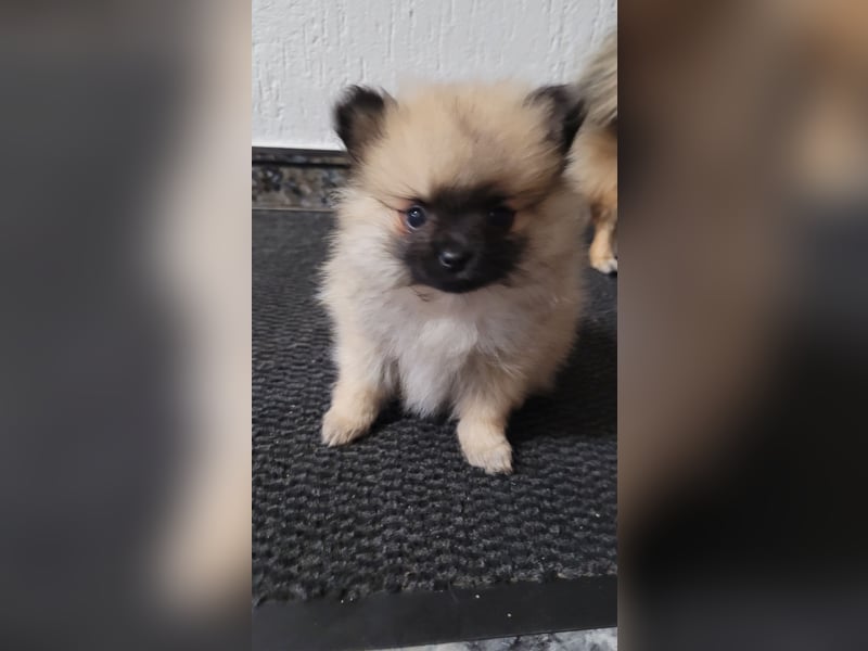 2 Pomeranien Welpen