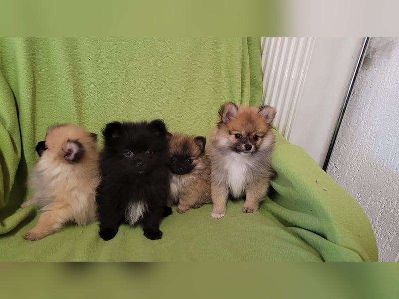 Pomeranien Welpen