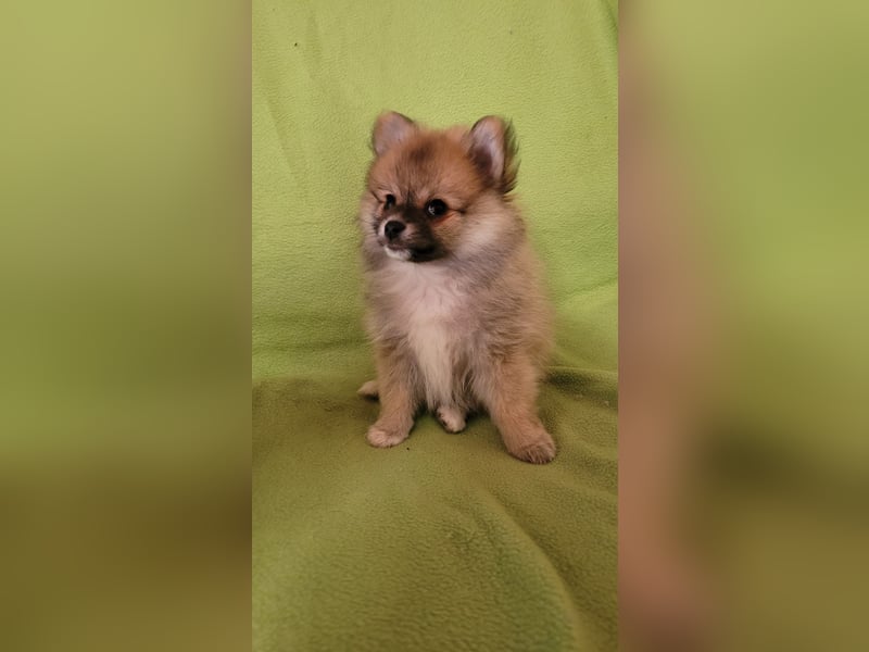 Pomeranien Welpen