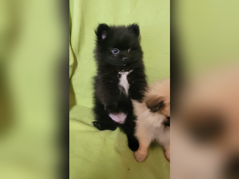 Pomeranien Welpen