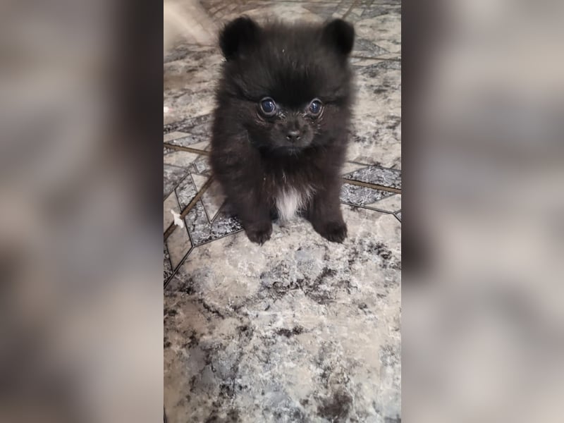 Pomeranien Welpen