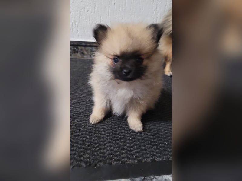 Pomeranien Welpen