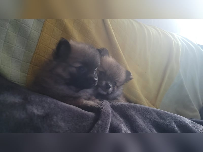 Pomeranien Welpen