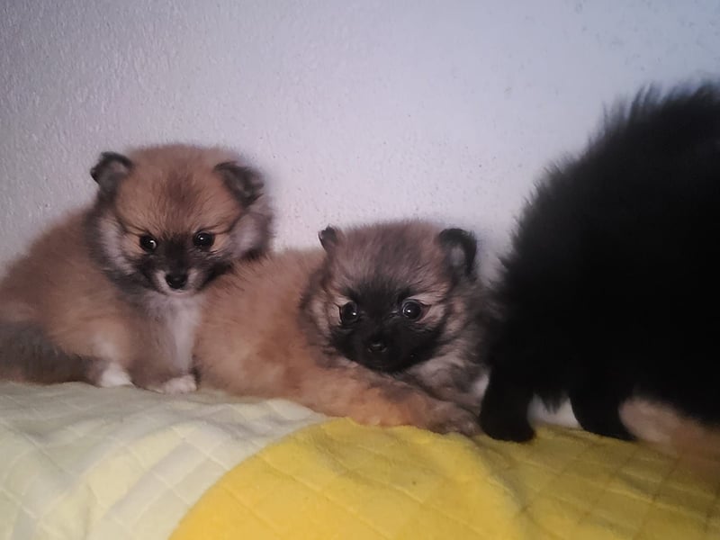 Pomeranien Welpen