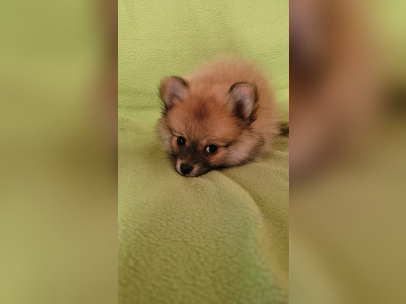 Pomeranien Welpen