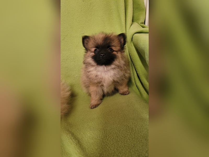 Pomeranien Welpen