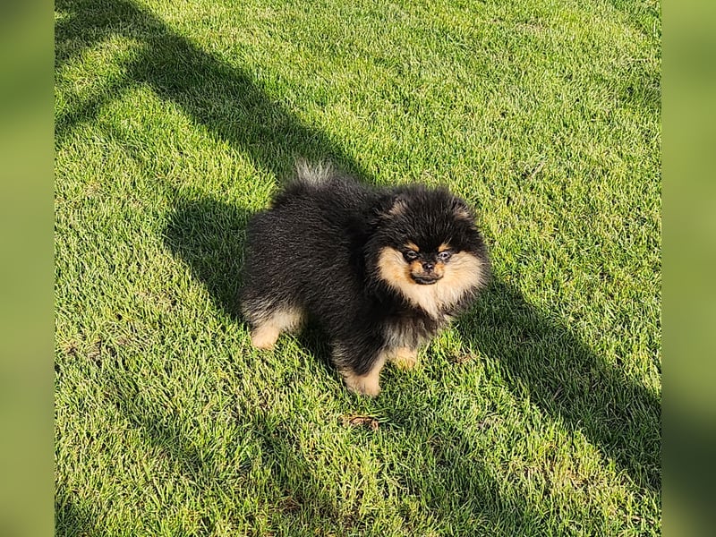 Deckrüde Pomeranian Zwergspitz black tan mit FCI Papieren