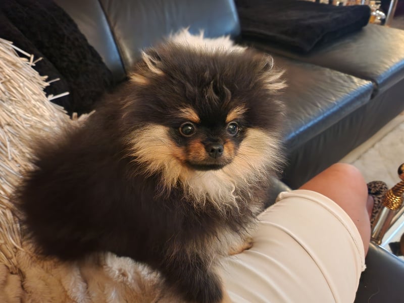 Deckrüde Pomeranian Zwergspitz black tan mit FCI Papieren