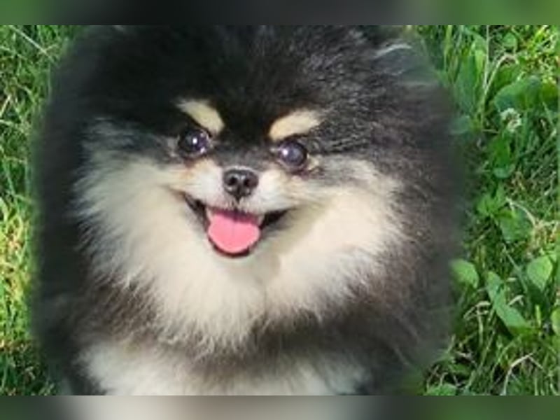 Toy Pomerania Deckrüde