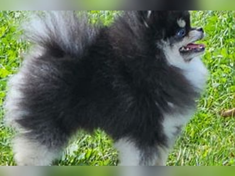 Toy Pomerania Deckrüde