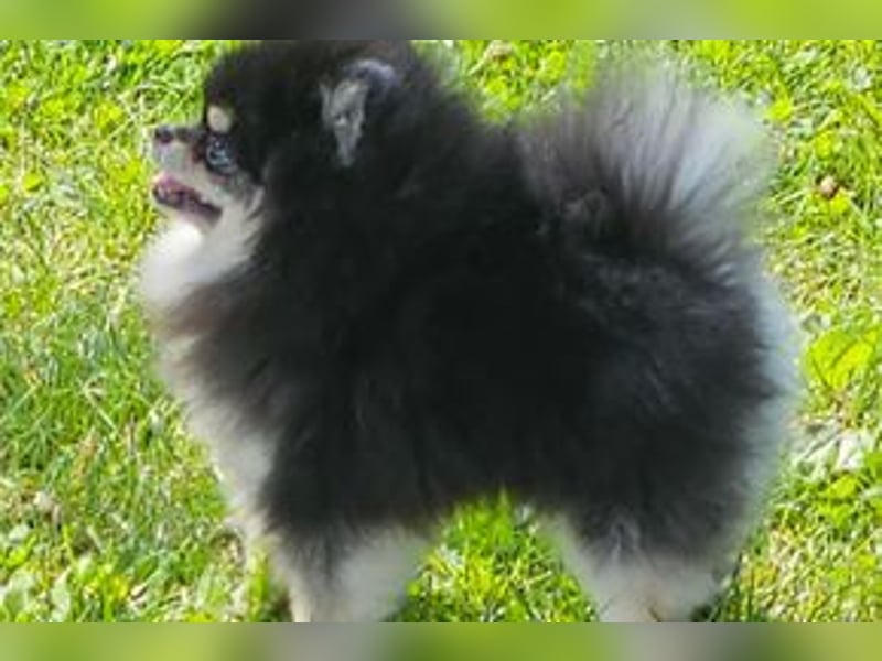 Toy Pomerania Deckrüde