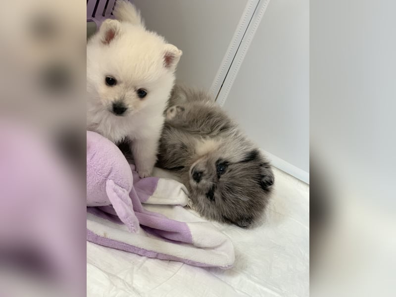 Pomeranian Zwergspitz x Pomsky F3b Welpen Rüde