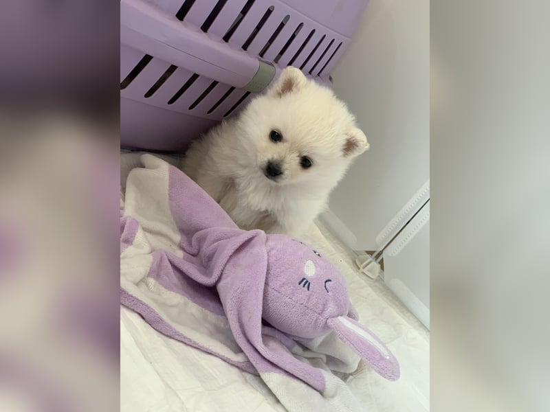 Pomeranian Zwergspitz x Pomsky F3b Welpen Rüde