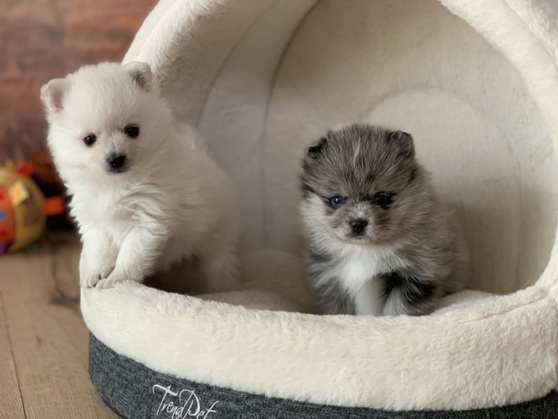 Pomeranian Zwergspitz x Pomsky F3b Welpen Rüde