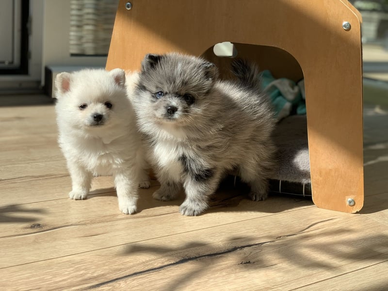 Pomeranian Zwergspitz x Pomsky F3b Welpen Rüde