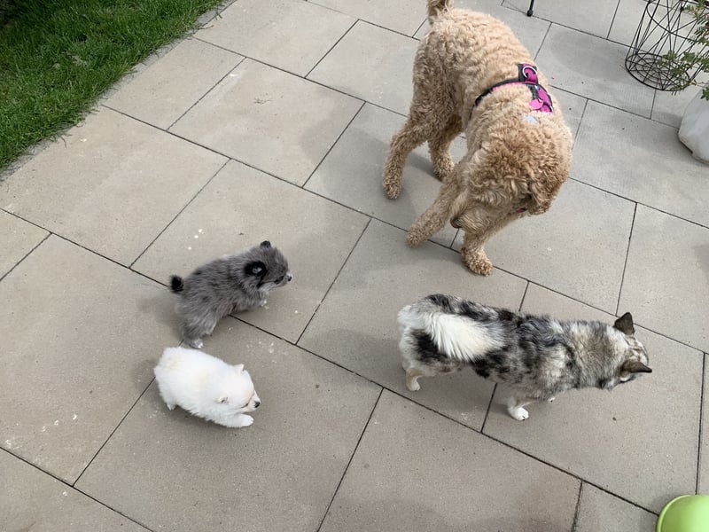 Pomeranian Zwergspitz x Pomsky F3b Welpen Rüde