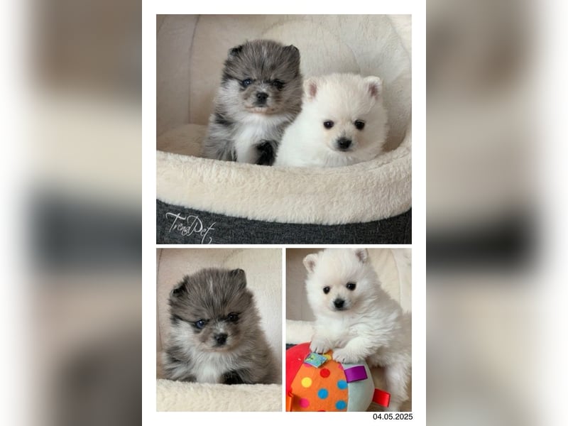 Pomeranian Zwergspitz x Pomsky F3b Welpen Rüde