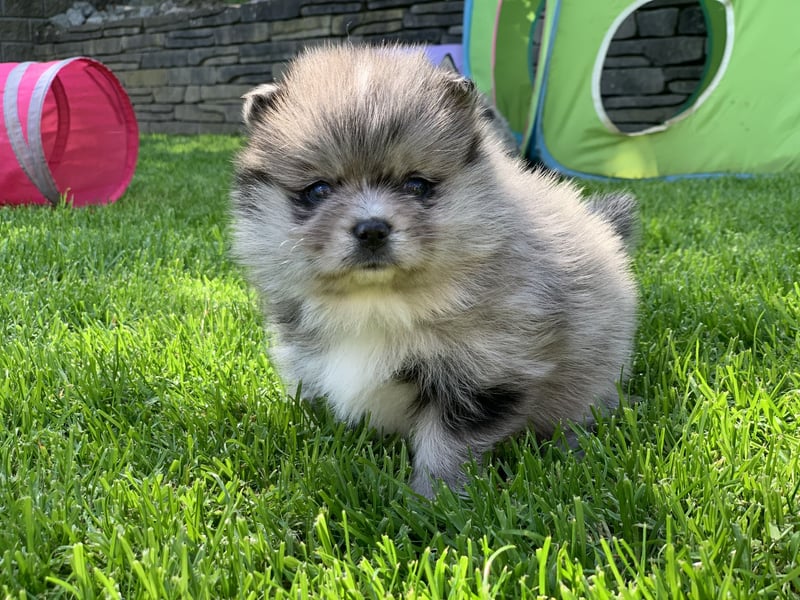 Pomeranian Zwergspitz x Pomsky F3b Welpen Rüde