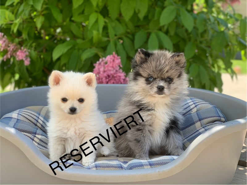 Pomeranian Zwergspitz x Pomsky F3b Welpen Rüde
