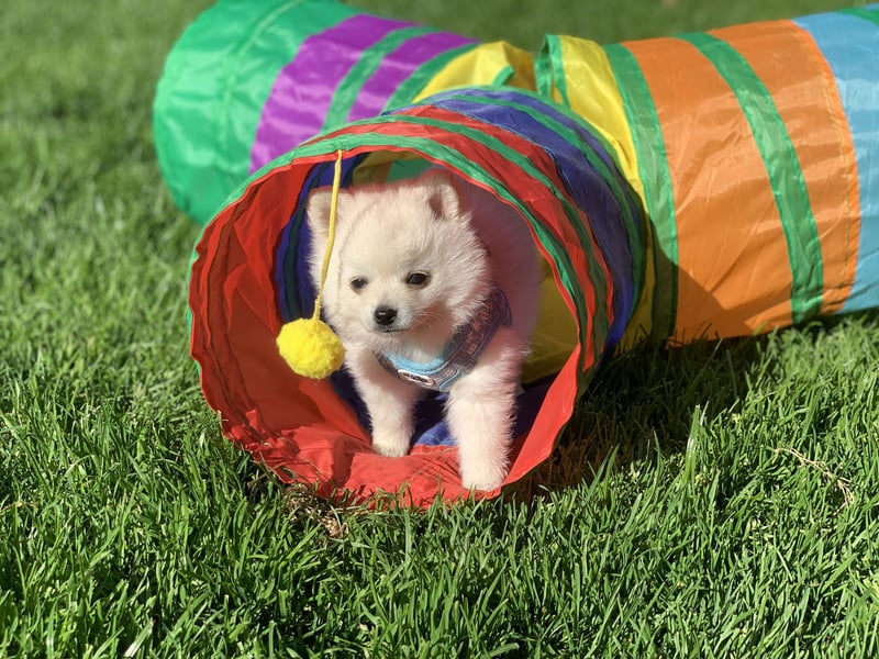 Pomeranian Zwergspitz x Pomsky F3b Welpen Rüde