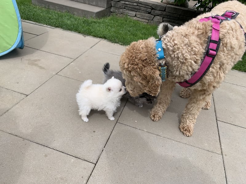 Pomeranian Zwergspitz x Pomsky F3b Welpen Rüde