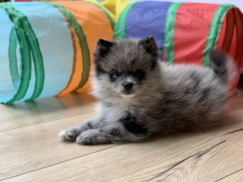 Pomeranian Zwergspitz x Pomsky F3b Welpen Rüde