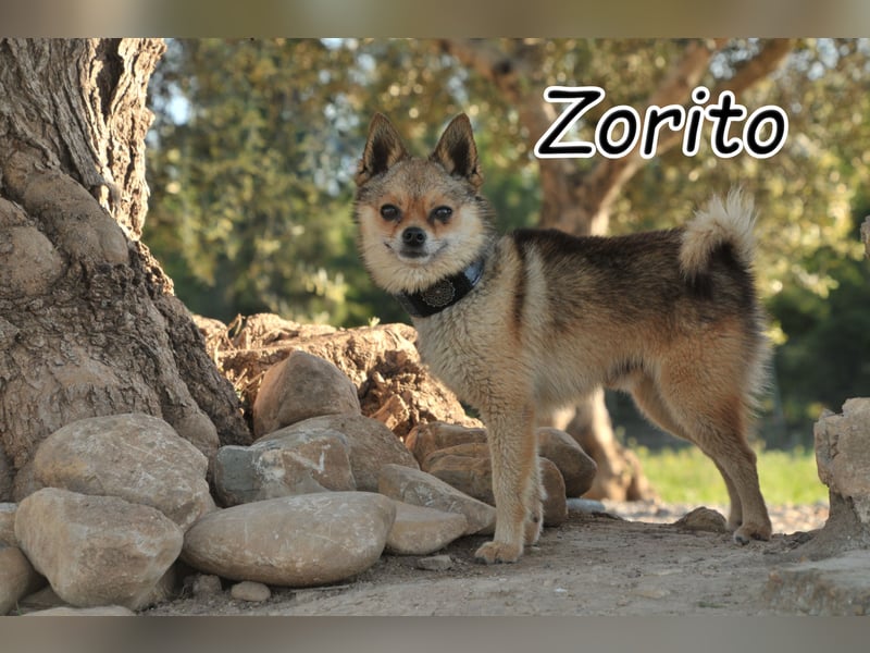 Zeigen Sie Zorito die wunderbare und spannende Welt?