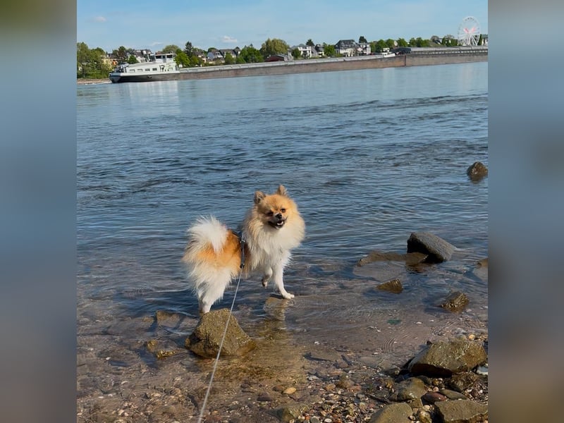 Pomeranian deckrüde