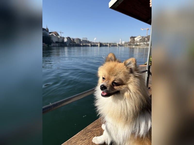 Pomeranian deckrüde